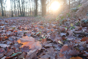 Feuilles mortes dans la forêt